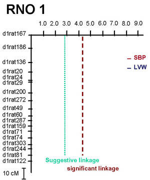 Abb. 1: Darstellung des Lod fr den systolischen Blutdruck (SBP) und das linksventrikulre Gewicht (LVW) fr das Chromosom 1 (RNO1) der Ratte in der F2-Kreuzung (n=232 mnnliche Tiere) zwischen SHRSP) und F344 Rattenstmme