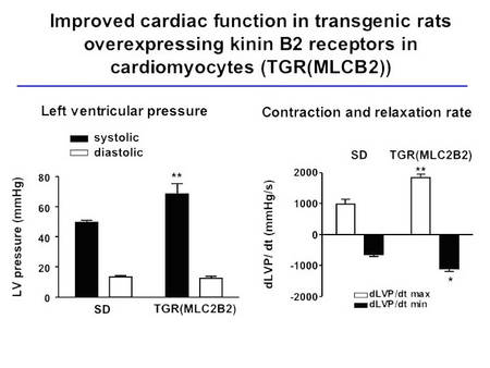 Cardiac function in TGR(MLC2B2) rats