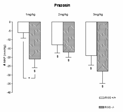 Abb.1: Vernderungen im mittleren arteriellen Blutdruck (&#61508; MAP) nach 1,2 und 3 mg/kg Prazosin in RGS2-/- und RGS2+/+ Musen. Der strkere Blutdruckabfall whrend &#61537;1-adrenerger Rezeptorblockade mit Prazosin (1mg/kg) weist auf eine hhere sympathische Aktivitt bei diesen Musen hin. Bei den hheren dosen war der Unterschied weniger ausgeprgt. $: p